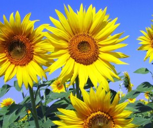 sunflowers in a field