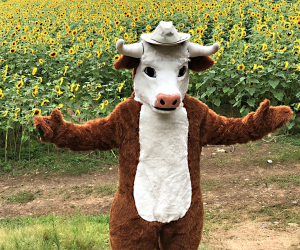 Sunflowers for Wishes is a fundraiser where 100% of proceeds benefit the Make-A-Wish Foundation of Connecticut. Photo courtesy of Buttonwood Farm