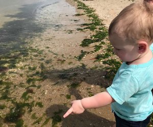 Little ones can explore the wonders of Sunken Meadow's shoreline.