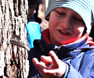 Maple tree tapping season is coming up with plenty of festivals and ceremonies to attend! Photo by Susan Miele