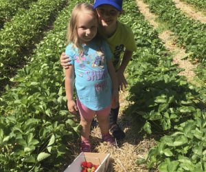 Kids in a berry picking field at Sussex County Strawberry Farm