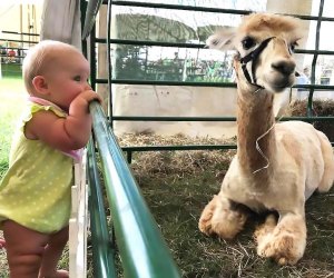 Things To Do in New Jersey This Weekend With Kids: Alpacas, Jack-o'-Lanterns, Harvest Weekend Meet the sweet alpacas at Swallow Hill Farms Alpaca Open House. Photo courtesy of the farm