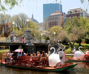 One of Boston's most beloved things to do with kids is back in April 2023! Swan Boats Opening Day photo courtesy of swanboats.com