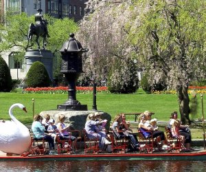 Image of the Boston Swan Boats, one of the fun things to do on Mother's Day 2024 in Boston.