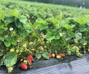 Strawberry picking at Swann Farms