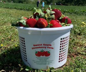 basket of strawberries in a field