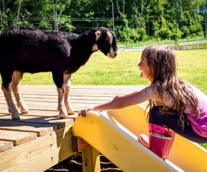 35 Summer Activities in Connecticut for Kids Before School Starts The goats are friendly—even snuggly!—at Syman Says. Photo courtesy of Syman Says Farms
