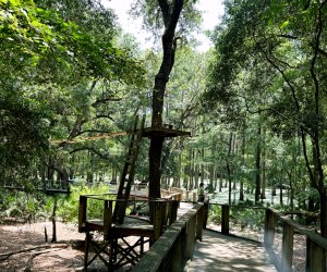 Things to do in Tallahasse: Explore the Tallahassee Museum from the treetops