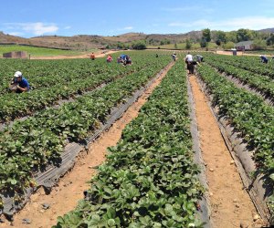 Strawberry Picking Near Los Angeles: Tanaka Farms