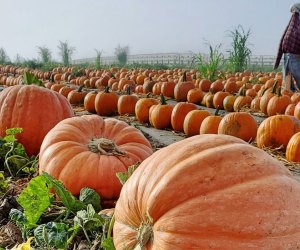See what pops up in the pumpkin patch at Tanaka. Photo courtesy of Tanaka Farms