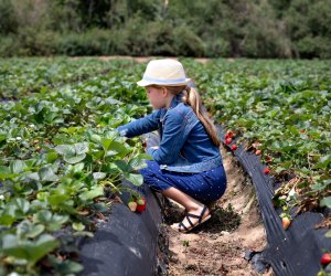 Things To Do with Orange County Kids Before They Grow Up: Strawberry Picking at Tanaka Farms