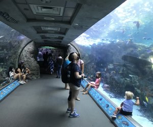 Aquarium of the Pacific tanks