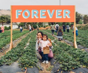 Spring in Los Angeles: Strawberry Picking at The Ecology Center