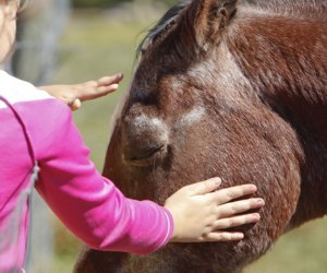 Terhune Orchards is home to friendly horses