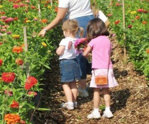 Girls picking zinnias at Terhune Orchards