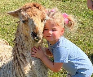 TGR Exotics Wildlife Park llama love hug