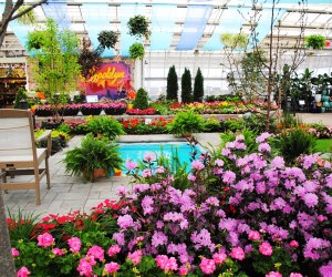 The gorgeous Hicks Garden Show is on display throughout March. Photo courtesy of Hicks Nurseries