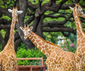 Honolulu Zoo Giraffes