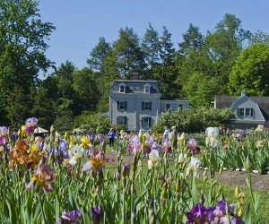 See the stunning collection of irises at Presby Memorial Iris Gardens