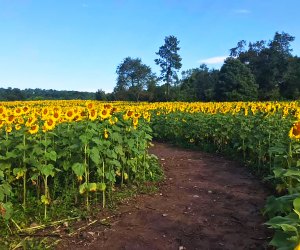 100 things to do in New Jersey with kids: Sussex County Sunflower Maze