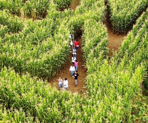 Visitors navigate the corn maze at the Queens County Farm Museum
