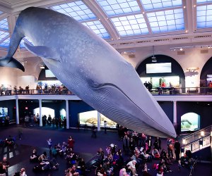 AMNH: Blue whale in the Hall of Ocean Life