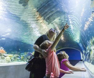 Travel Arizona: OdySea Aquarium