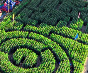 the Best Corn Maze near Los Angeles: Live Oak Canyon