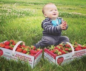 Head up to Wisconsin for 150 acres of strawberry plants. Photo courtesy of the Thomson Strawberry Farm, Facebook