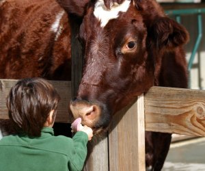 Things To Do in San Francisco With Kids: Tilden Farm