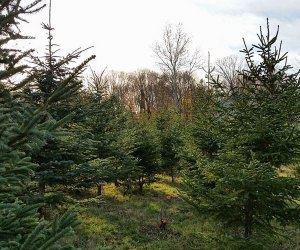 Christmas tree farms near NYC: Elmwood Christmas Tree