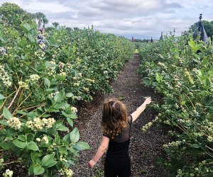 Kids can pick blueberries and enjoy fun activities at Tom West Blueberries. Photo by author