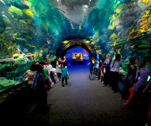 Aquariums near NYC: New York Aquarium