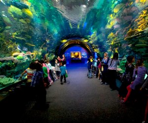 11 Best US Aquariums for Your Next Family Vacation  Mommy Poppins - Things  To Do in Anywhere with Kids