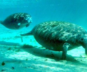 Manatee Lagoon in West Palm Beach, Florida