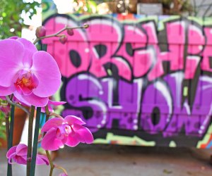 Tower Hill Botanic Garden's Orchid Show is inspired by street art. Photo by Robert Burgess