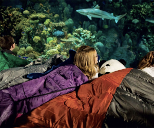 Kids can take an immersion tour or have an aquarium sleepover at the National Aquarium.  Photo by Chris Mattle