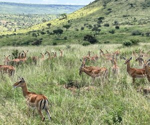 Planning a Perfect Family African Safari Vacation: gazelles