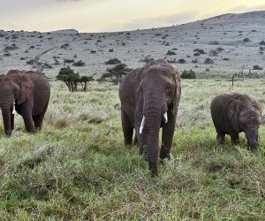 Witness the beauty of elephants on the open plains — pure safari magic! 