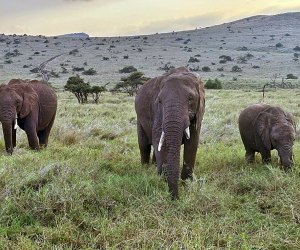Planning a Perfect Family African Safari Vacation : Elephants in the wild!