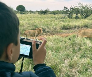 Planning a Perfect Family African Safari Vacation: taking pictures of lions on safari