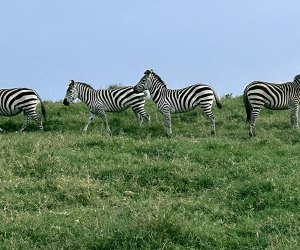 Planning a Perfect Family African Safari Vacation: zebras safari