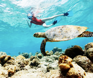 Get close to sea turtles  and other marine life when snorkeling in Florida. 