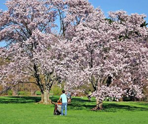 The arboretum is stroller friendly, both on grass and paved trails. Photo courtesy of Arnold Arboretum