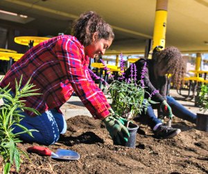 Volunteer Opportunities in Los Angeles: TreePeople