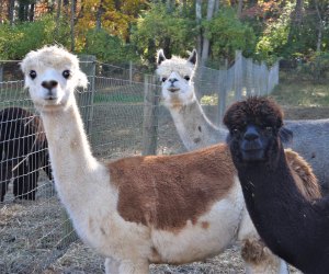 Alpacas come in many colors at Trotter Hill Alpacas in Glen Mills.