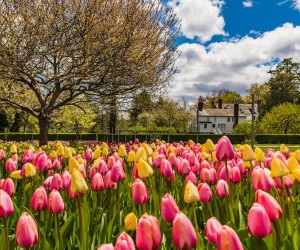 Tulips at the Stevens-Coolidge House. Photo by Anantha Kondalraj/The Trustees