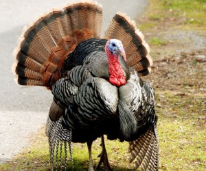 Thanksgiving Jokes for Kids: Why did the turkey cross the road?