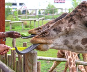 Animal encounters in New Jersey: Giraffe feeding at the Turtle Back Zoo