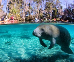 Best Places to See Manatees Near Orlando 